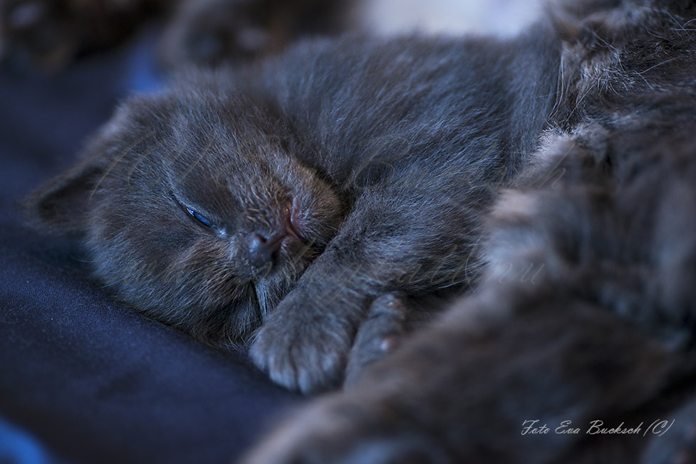 Huldrelandets norska skogkatter